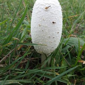 Shaggy Mane