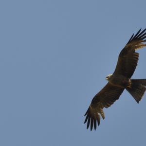 Black Kite