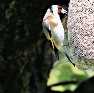 European Goldfinch