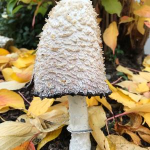 Shaggy Mane