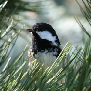 Coal Tit