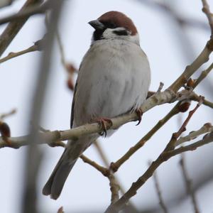 Eurasian Tree Sparrow