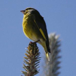 European Greenfinch