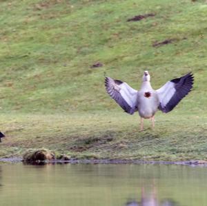 Nilgans