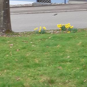 White Wagtail