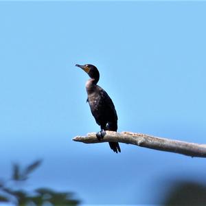 Double-crested Cormorant