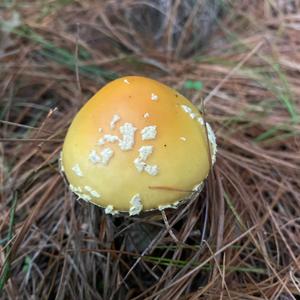 Gemmed Amanita