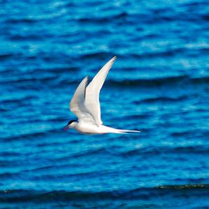 Arctic Tern