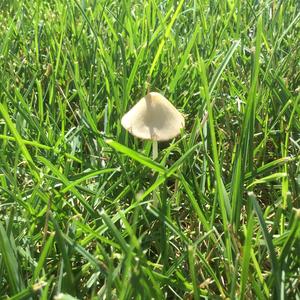 Lawn Mower`s Mushroom