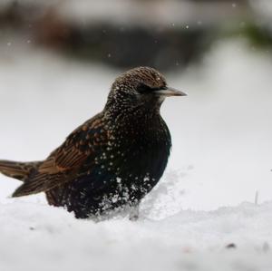 Common Starling