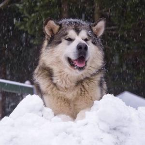 Alaskan Malamute