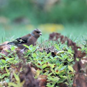 Eurasian Chaffinch