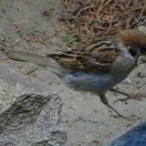 Eurasian Tree Sparrow