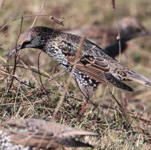 Common Starling