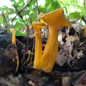 Trumpet Chanterelle