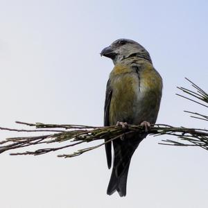 Red Crossbill