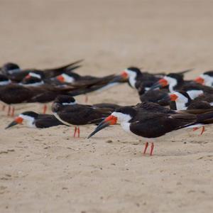 Black Skimmer