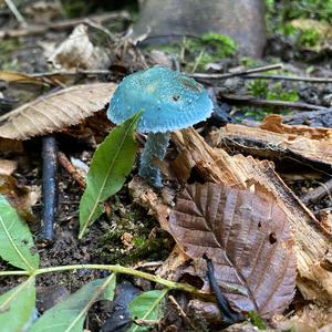 Blauer Träuschling