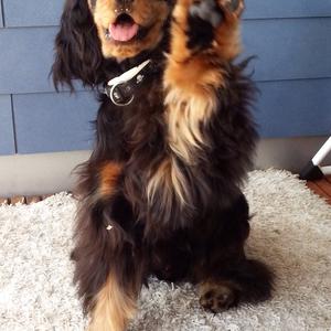 Spaniel (English Cocker)