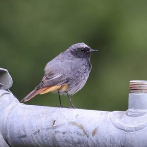 Black Redstart