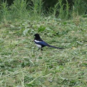 Black-billed Magpie