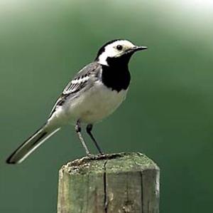 White Wagtail