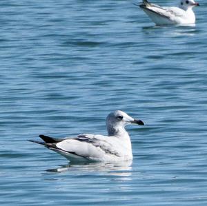 Audouin's Gull