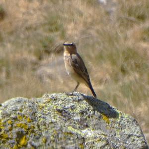 Northern Wheatear