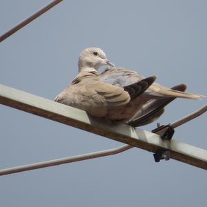 Eurasian Collared-dove