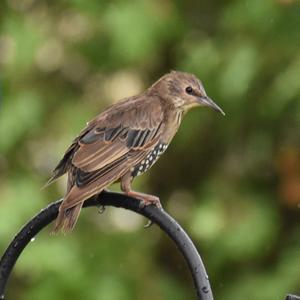 Common Starling