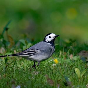 White Wagtail