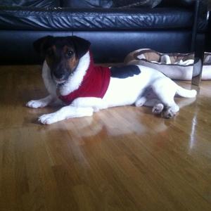 Russell Terrier