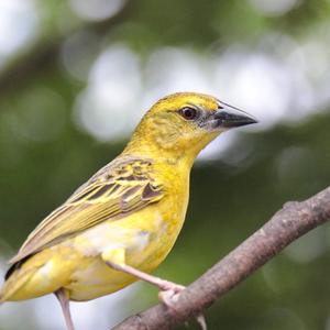 Village Weaver