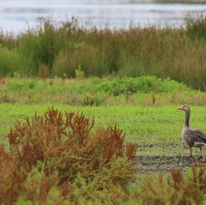 Greylag Goose