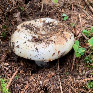 Peppery Milk-cap