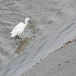 Little Egret