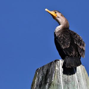 Great Cormorant