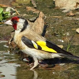 European Goldfinch