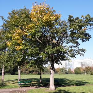 Sycamore Maple