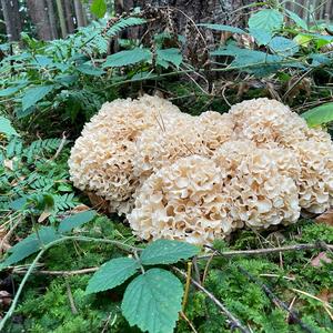 Eastern Cauliflower Mushroom