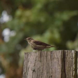 Meadow Pipit