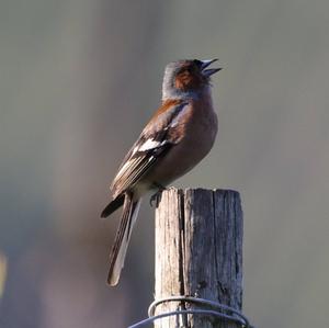 Eurasian Chaffinch