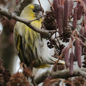 Eurasian Siskin