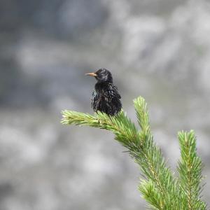 Spotless Starling