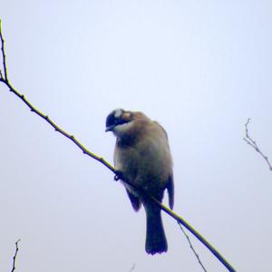 Light-vented Bulbul