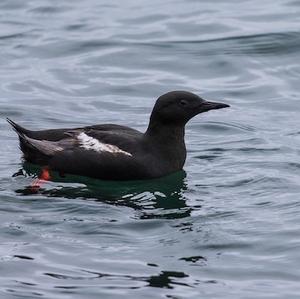 Black Guillemot