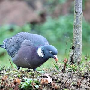 Common Wood-pigeon