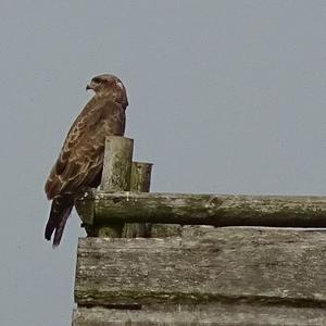 Lesser Spotted Eagle