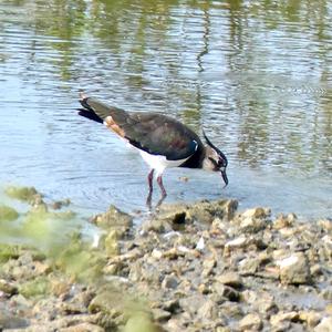 Northern Lapwing