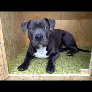 American Staffordshire Terrier